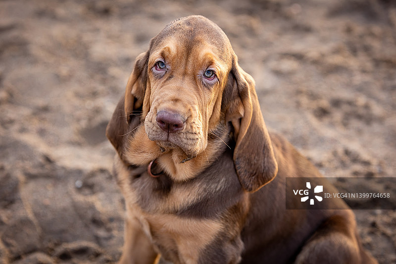 一个可爱的棕色猎犬小狗坐在沙滩上的特写肖像图片素材