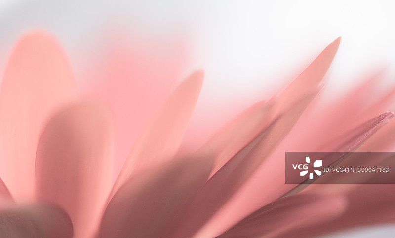 浅粉色非洲菊花瓣的特写图片素材