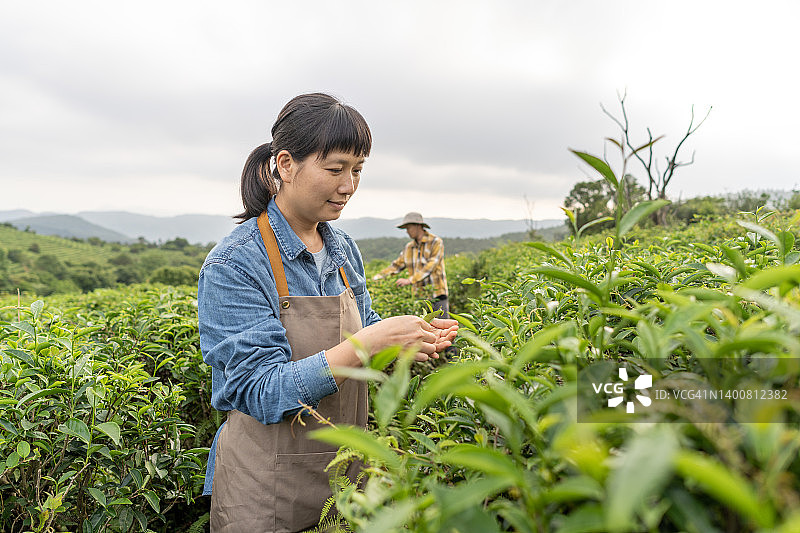 两个亚洲农民在茶园里检查茶叶的生长情况图片素材
