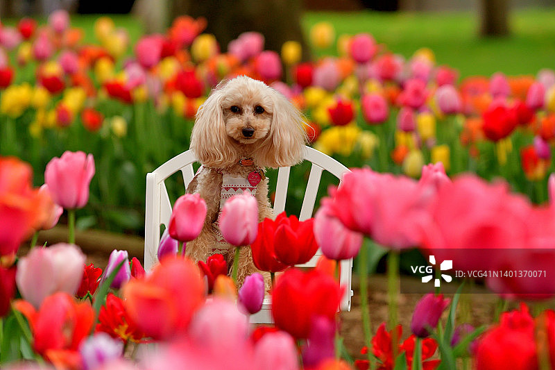 狗狗在公园里欣赏五彩缤纷的郁金香图片素材