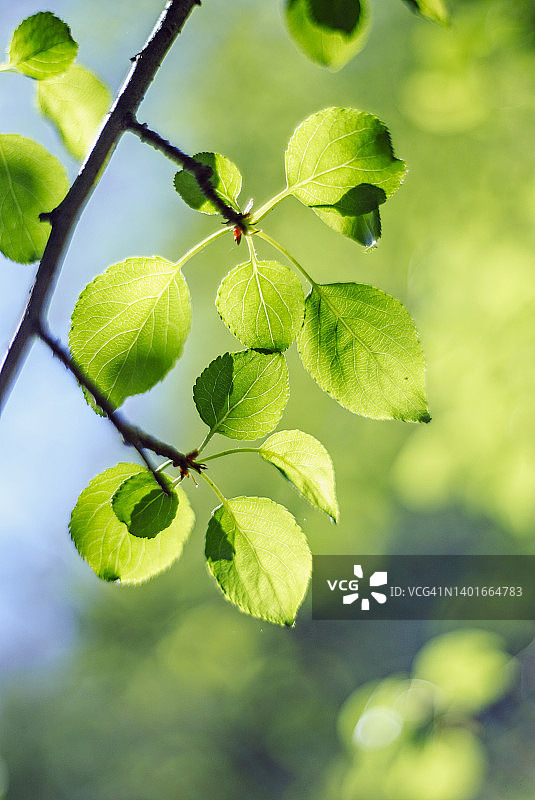 绿叶抽象自然春夏背景。阳光穿过绿叶的枝头图片素材