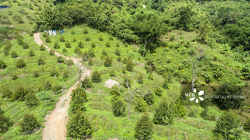 山野上种植榴莲的鸟瞰图。图片素材