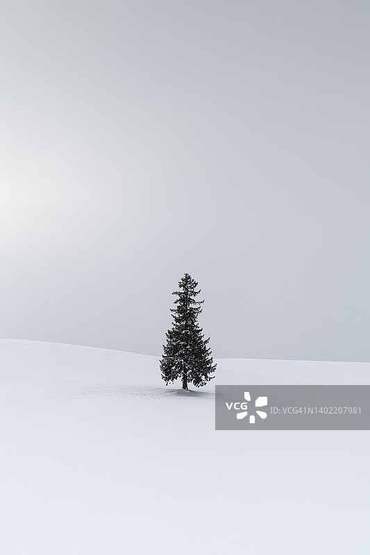 日本北海道冬季雪地上的一棵孤独的松树图片素材