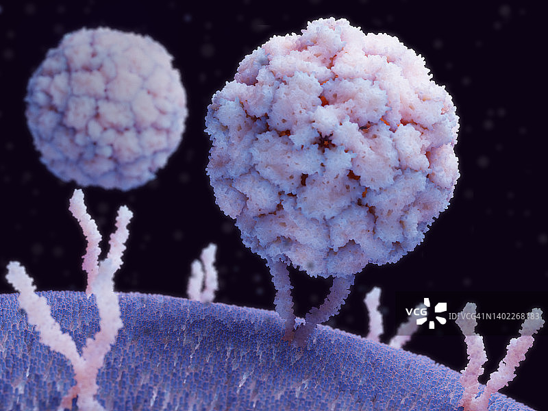 鼻病毒与人体细胞结合，插图图片素材