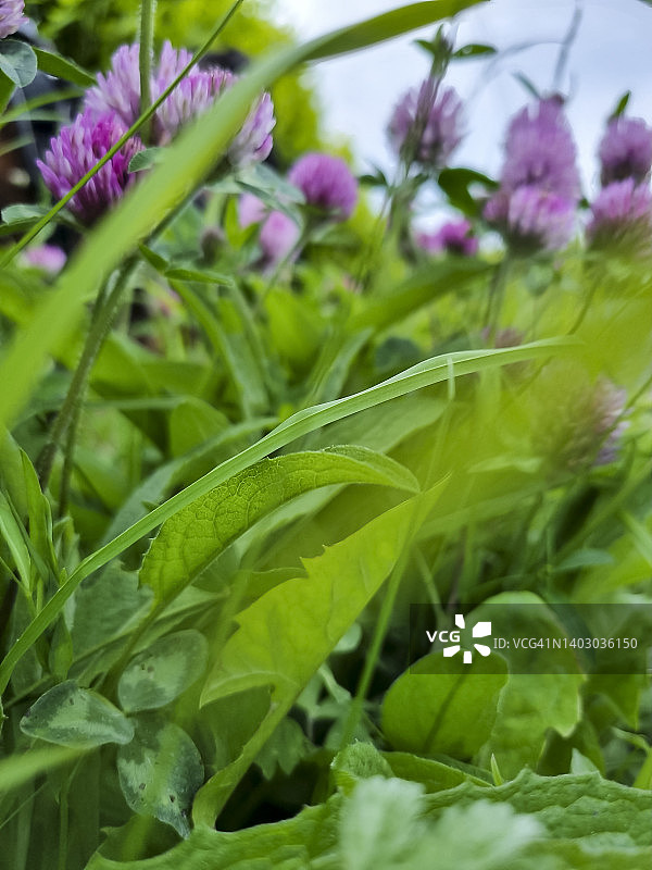 紫三叶草，锯齿三叶草，三叶草中，生长在乡村的野草中图片素材