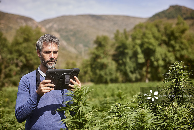 男性农民在大麻田使用数字平板图片素材