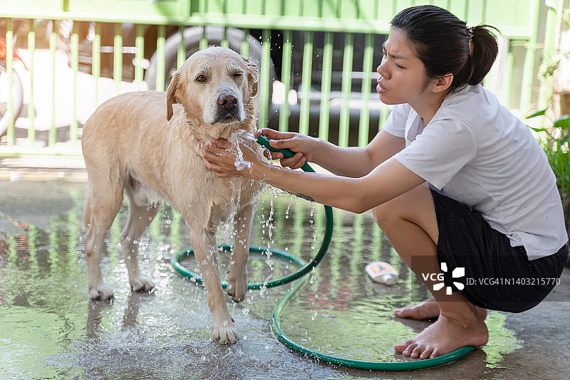 女人给狗洗澡，拉布拉多猎犬在户外洗澡放松图片素材