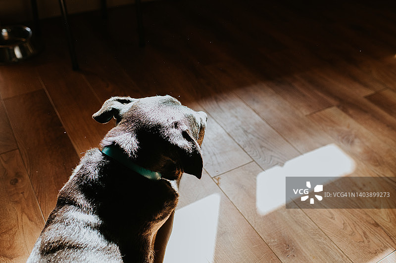 一只老黑狗的背影躺在一个阳光充足的房间里。图片素材
