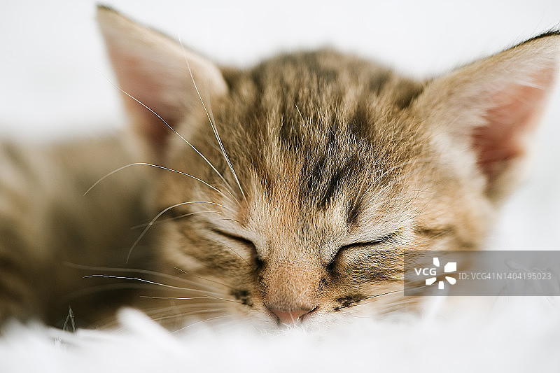可爱的小猫躺在床上图片素材
