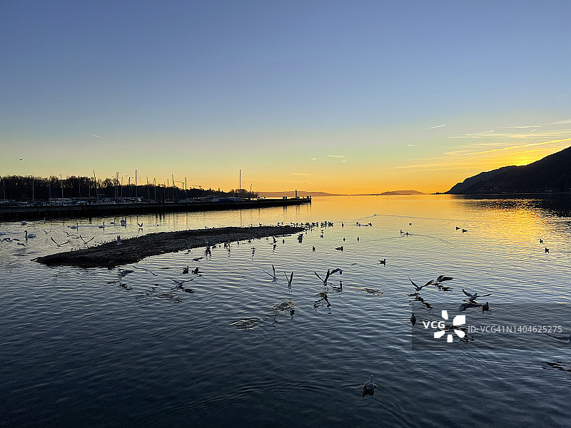 夕阳下贝尔湖上的一群水鸟图片素材