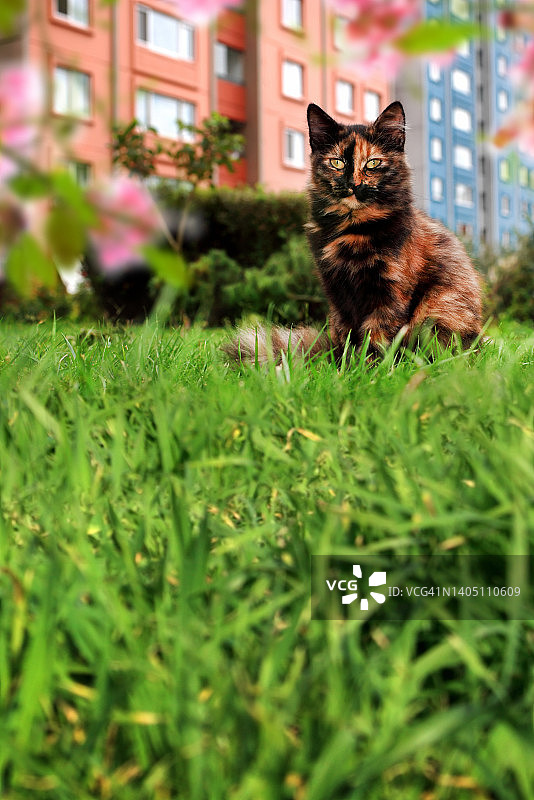 美丽的家猫坐在绿草花园图片素材