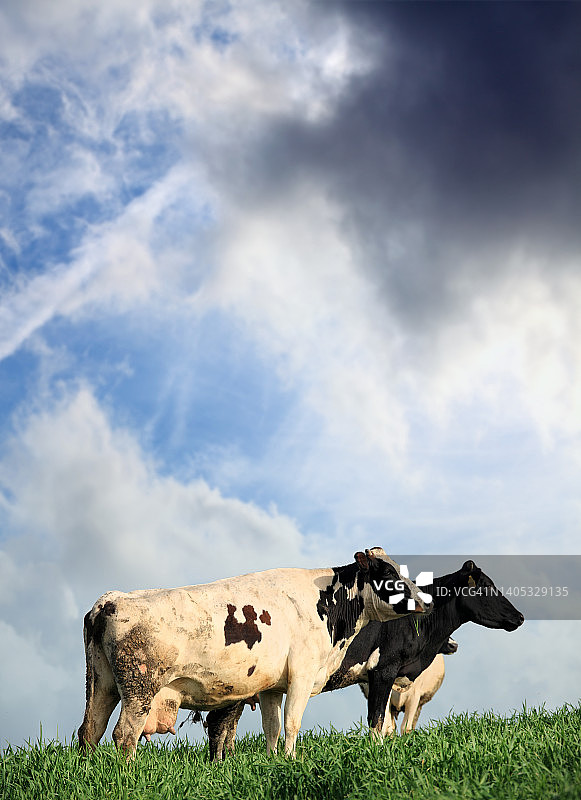 有机农场的牛在绿色的乡村景观图片素材