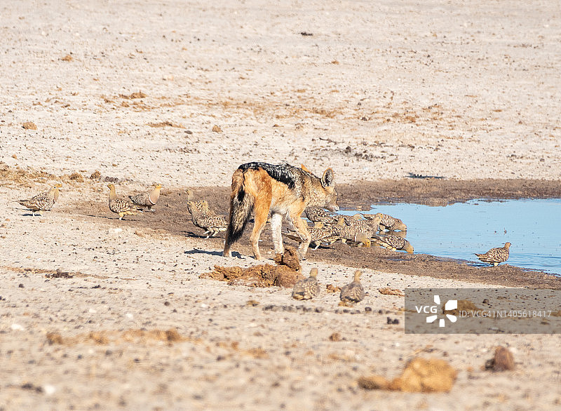 在纳米比亚库内内埃托沙国家公园Ozonjuitji M’bari水坑的黑背豺狼图片素材