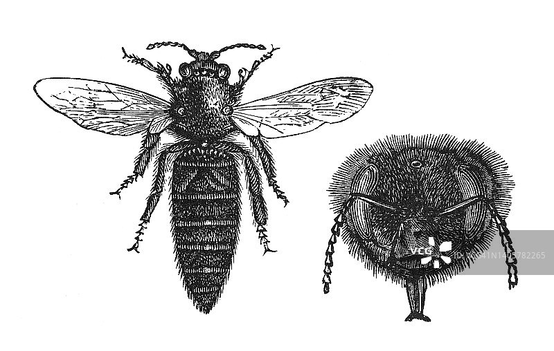 古老雕刻的蜜蜂女王的插图图片素材