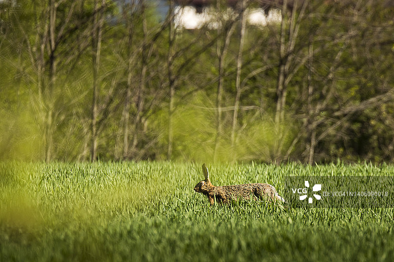 野兔在绿色的草地在夏天的时候与森林背景图片素材