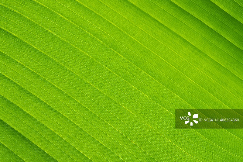 抽象的自然背景。香蕉树的绿叶，特写。图片素材