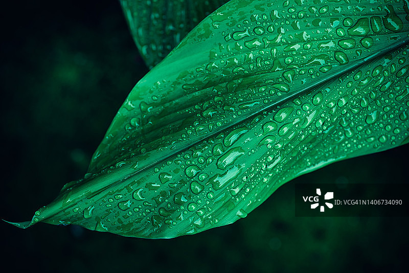 自然绿叶图案与水雨滴
，自然茂盛的树叶背景。图片素材
