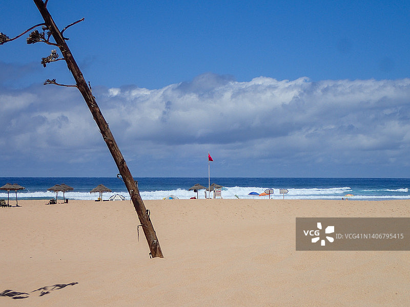 龙舌兰植物在波尔多海滩，卡拉帕特拉，阿尔加维，葡萄牙。图片素材