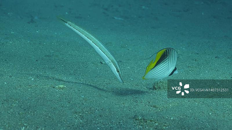 蝴蝶鱼和濑鱼在沙底觅食。交叉条纹蝴蝶(Chaetodon auriga)和雪茄濑鱼(Cheilio inermis)，红海，埃及图片素材