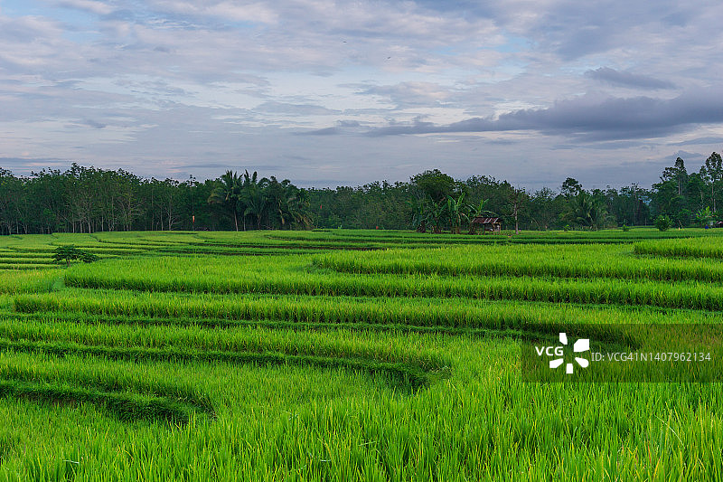 绿色稻田中的印尼清晨景色图片素材