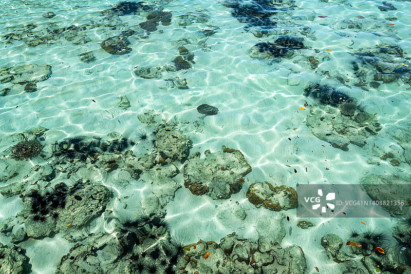 有珊瑚和海胆的水面景观图片素材