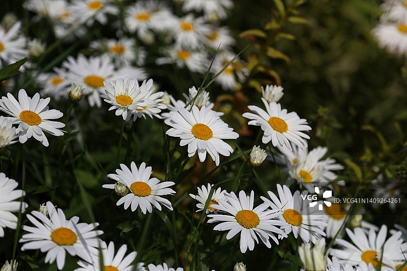 夏季草地背景下的雏菊花坛图片素材