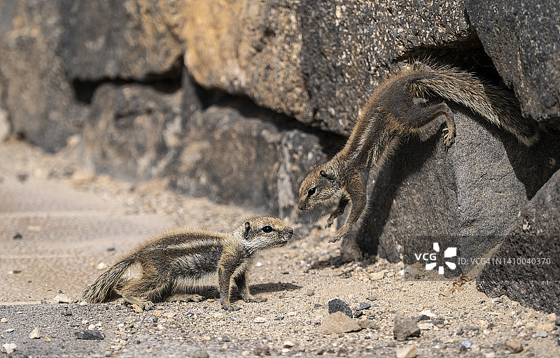 野生巴巴里地松鼠(亚特兰大地松鼠)从洞里出来玩耍。图片素材