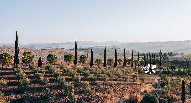 意大利托斯卡纳的橄榄林鸟瞰图图片素材