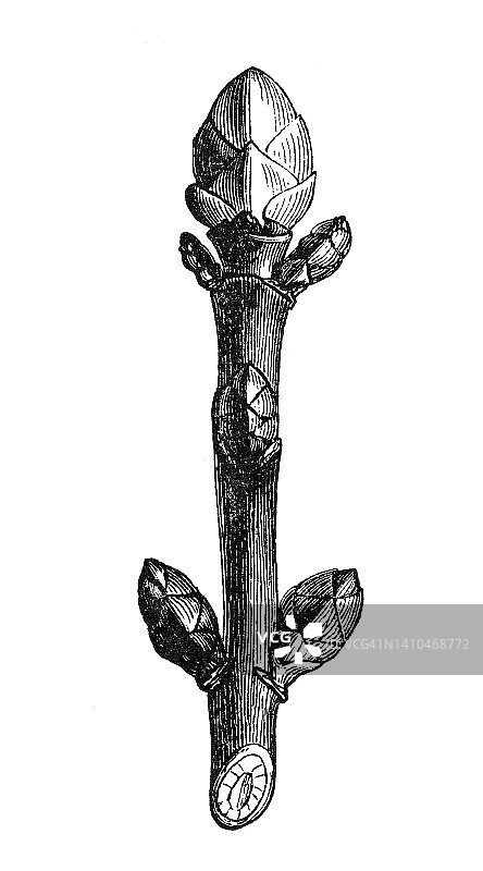 梧桐或梧桐枫(假platanus槭)的古老雕刻插图图片素材