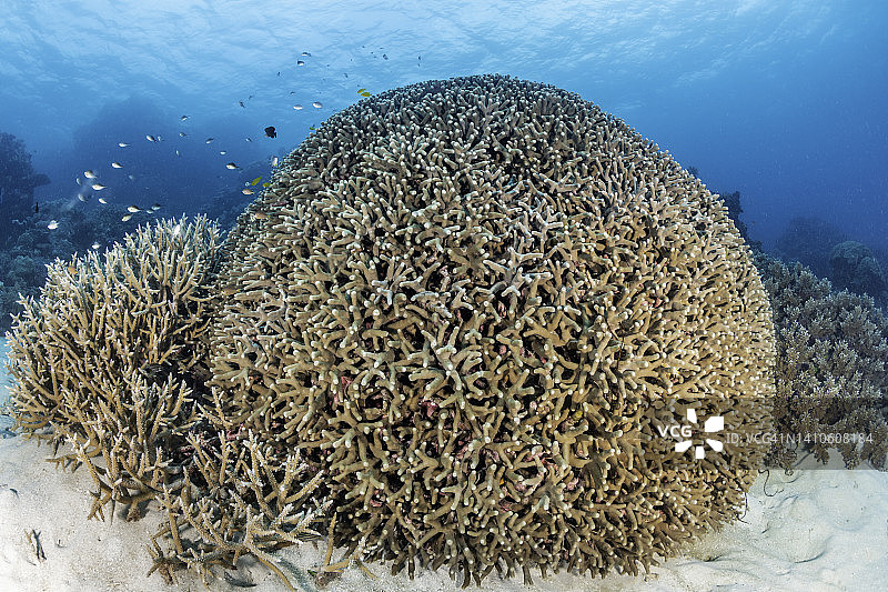 鹿角珊瑚头，大堡礁海洋公园。图片素材