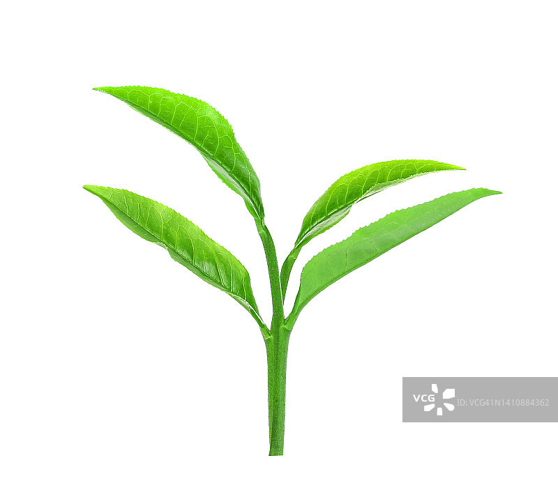绿茶叶孤立在白色图片素材