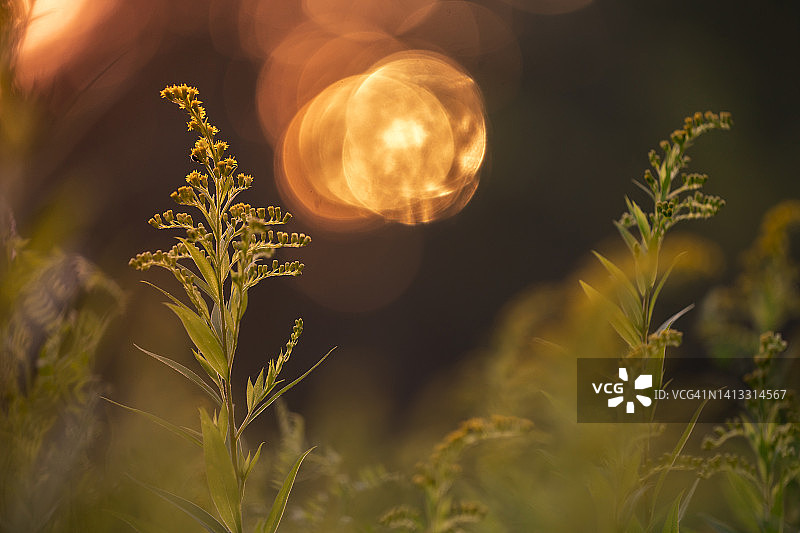 盛开的秋麒麟草属植物图片素材