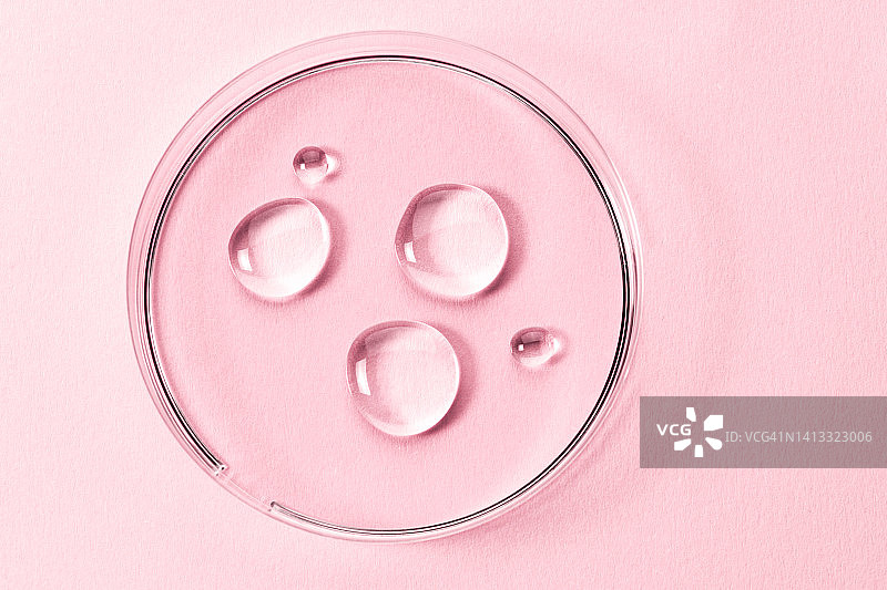 粉红色背景下培养皿中的抗菌凝胶样品。在科学实验室进行化学研究。平躺风格图片素材