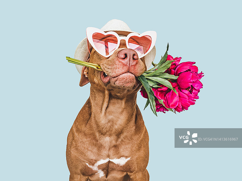 可爱的，漂亮的棕色小狗和鲜艳的花朵图片素材