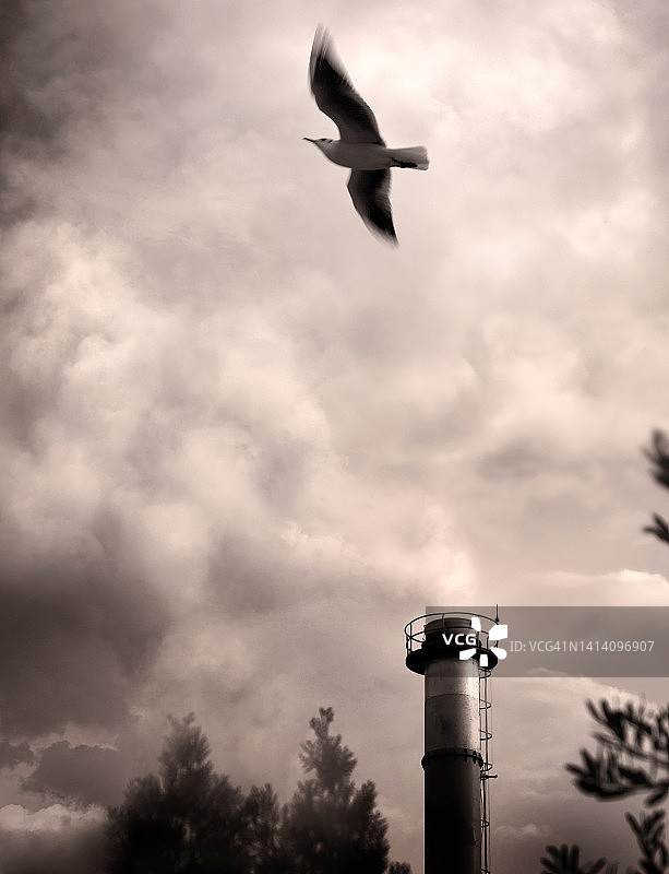 空气污染和烟尘笼罩着天空的飞鸟图片素材