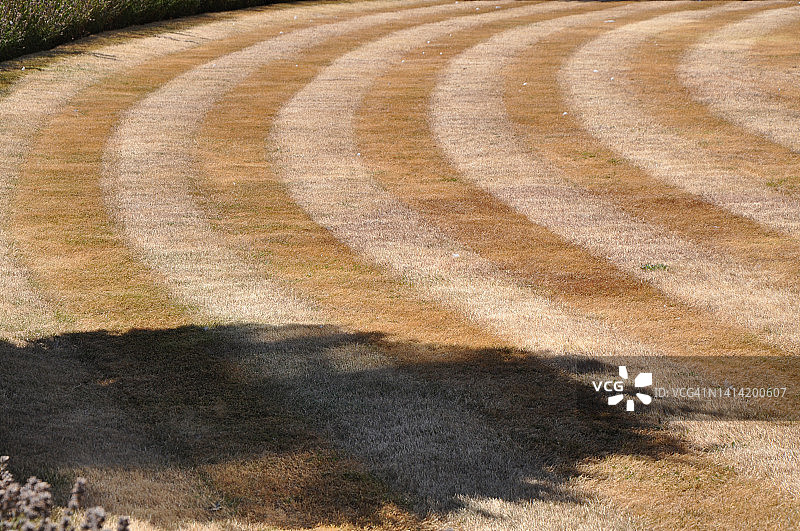 草草坪条纹棕褐色。热浪期间干燥缺水，禁止使用软管图片素材