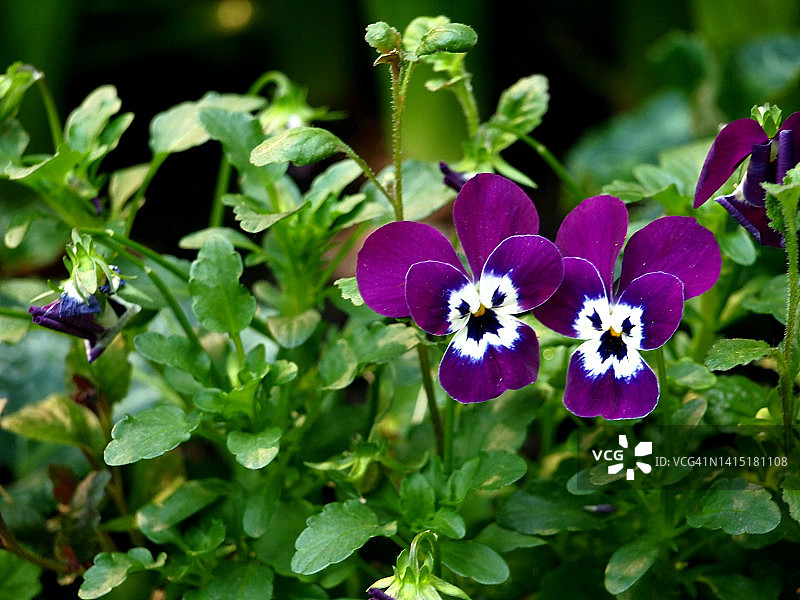 紫色的花图片素材