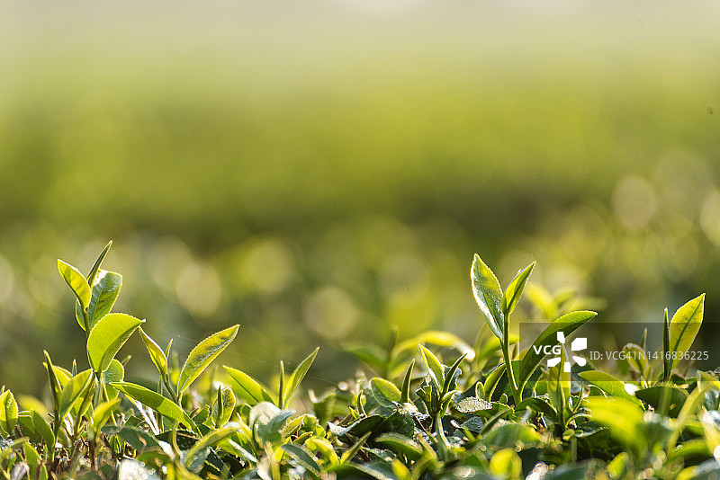 关闭新鲜树绿茶种植园山绿色自然草本农场植物背景上午。茶树叶片田幼嫩嫩芽草本绿茶树有机农场图片素材