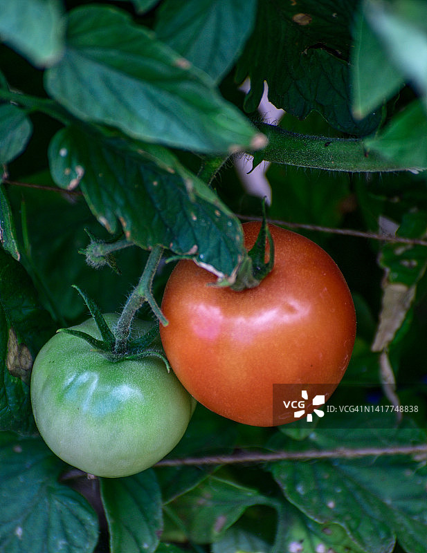 红番茄在植株上成熟图片素材