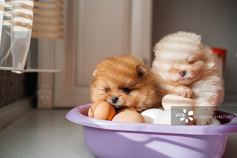 两只博美犬斯皮兹小狗坐在盛着鸡蛋的碗里，阳光从窗户照进来图片素材