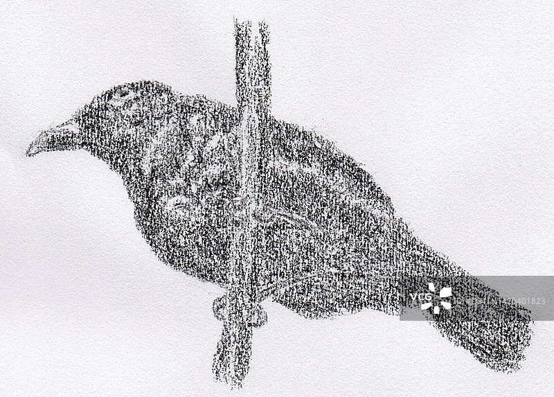 澳大利亚本土鸟，雄性园丁鸟的插图图片素材