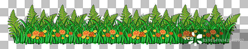 草和植物在透明的背景装饰图片素材