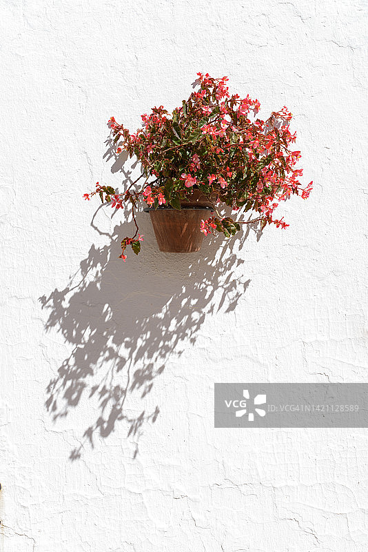 红花海棠，赤陶罐挂在白墙上图片素材