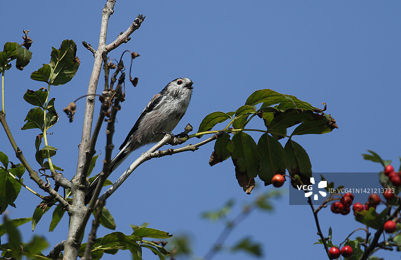 一只长尾山雀栖息在树枝上，向其他鸟类发出尖锐的警告，因为迅猛龙刚刚飞过。图片素材