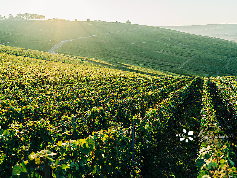 日出时分的法国香槟地区的葡萄园图片素材