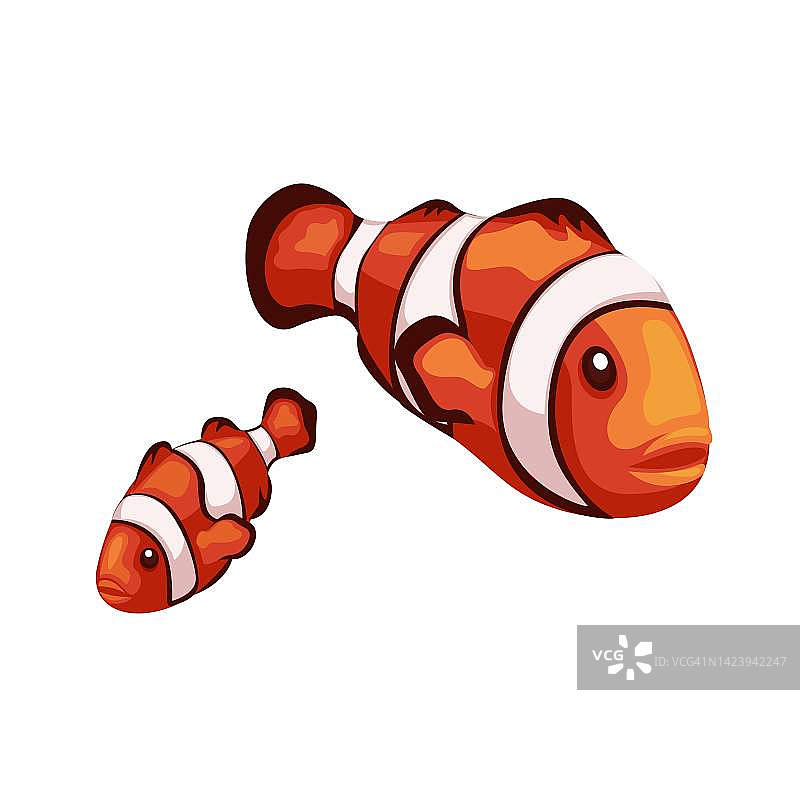 小丑鱼动物物种特征插图矢量图片素材