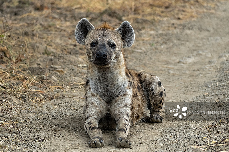 草原上斑点鬣狗的精彩特写图片素材
