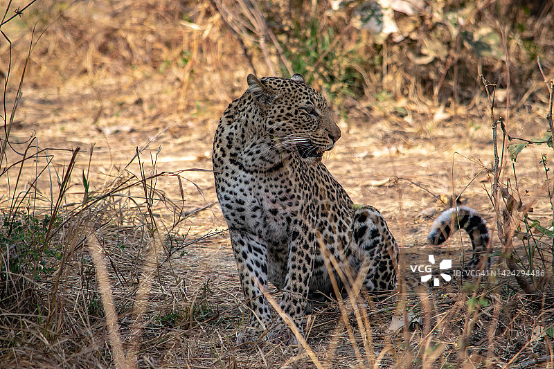 猎豹进食后在灌木丛中休息的特写图片素材