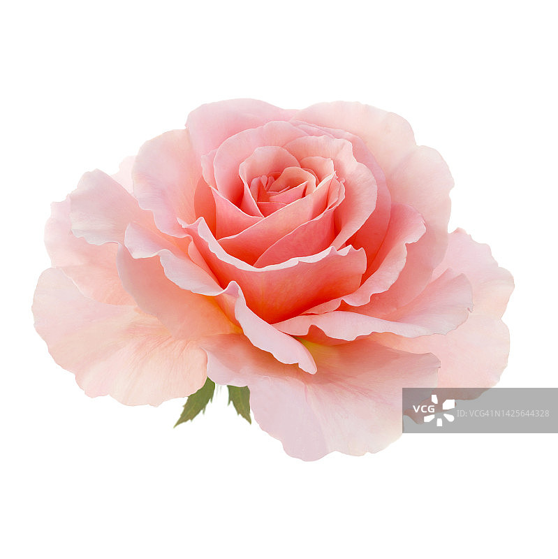 芳香的淡粉色玫瑰，两片绿色萼片。图片素材