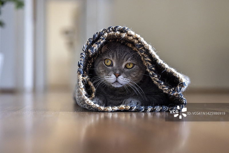 躲在地毯里的英国短毛猫图片素材